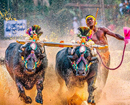 Karkal: Experimental Kambala with new rules successfully held at Miyar; Nandalike, Iruvail buffalo p